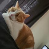 Foto del gato perdido en Moutiers Les Mauxfaits