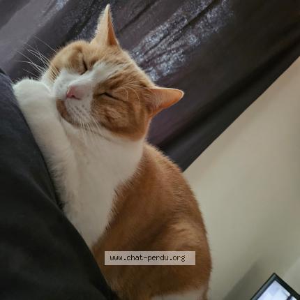 Foto 1/1 adrien cureaux Chat perdido en Moutiers les mauxfaits