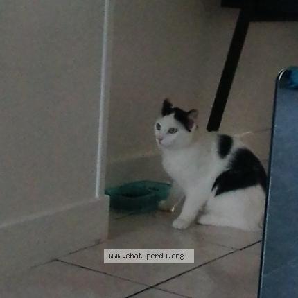 Foto 1/1 Smoothi Chat perdido en Saint cybardeaux