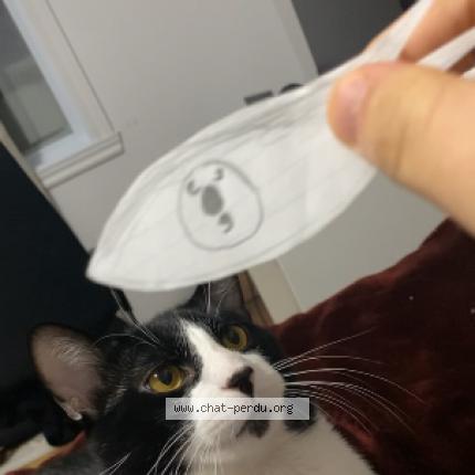 Foto 1/1 Gohan Chat perdido en Blainville