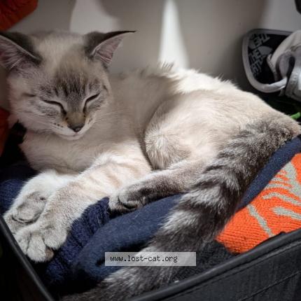 Foto 1/1 Kelani Chat perdido en Vernon