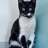 Foto del gato perdido en Rennes