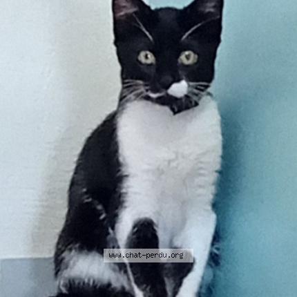 Foto 1/2 Wajed Khan Utmanzai Chat perdido en Rennes