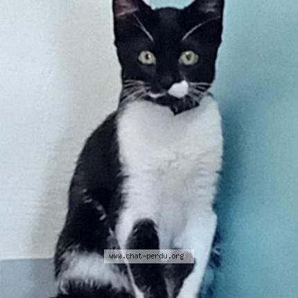 Foto 2/2 Wajed Khan Utmanzai Chat perdido en Rennes