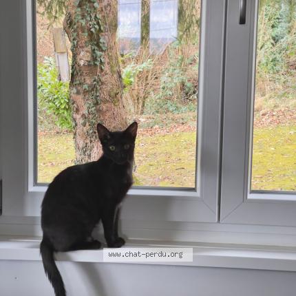 Foto 1/1 Wendy Chat perdido en Bart