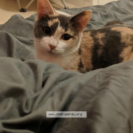 Foto 1/1 Pixelle Chat perdido en Joue les tours