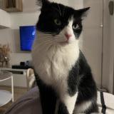 Foto del gato perdido en Capestang