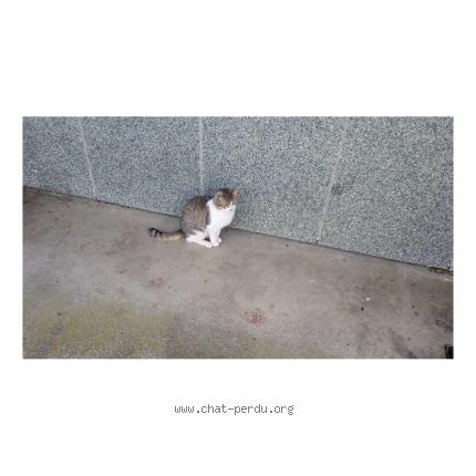 Foto 1/1 Gato encontrado Encontrado en Dinan