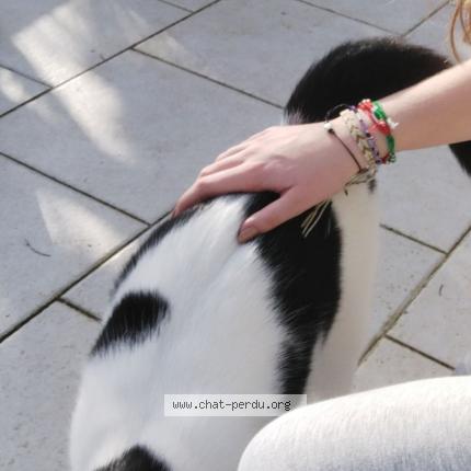 Foto 1/1 Smotthi Chat perdido en Saint cybardeaux