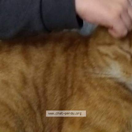 Foto 1/1 MIMI Chat perdido en Salies de bearn