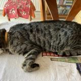 Foto del gato perdido en Soetrich