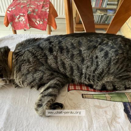 Foto 1/1 Marius Chat perdido en Soetrich