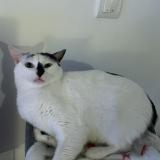 Foto del gato perdido en Retiers