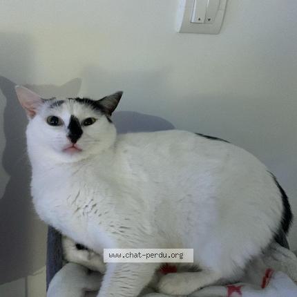 Foto 1/1 Snow Chat perdido en Retiers