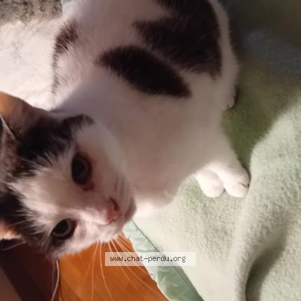 Foto 1/1 Minouchkette Chat perdido en Villefontaine