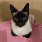 Foto del gato perdido en Radenac