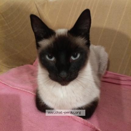 Foto 1/1 Quasi Chat perdido en Radenac