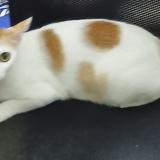 Foto del gato perdido en Chennai