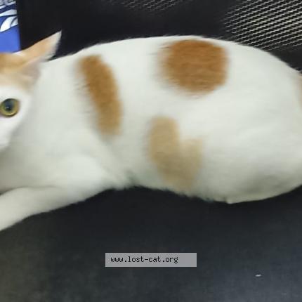 Foto 1/1 Fairy Chat perdido en Chennai