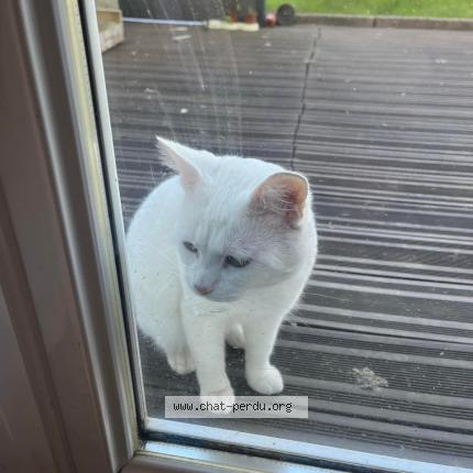 Foto 1/1 Éros Chat perdido en Noyal pontivy