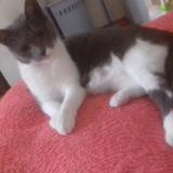 Foto del gato perdido en Casteljaloux