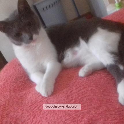 Foto 1/1 Miss Chat perdido en Casteljaloux