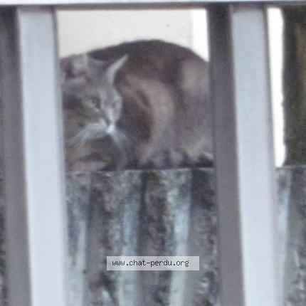 Foto 1/1 Gato encontrado Encontrado en Limoges