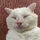 Foto del gato perdido en Nevers