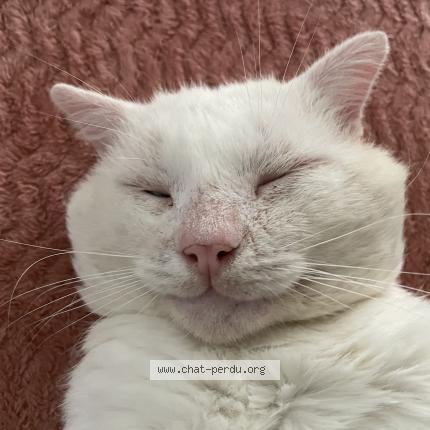 Foto 1/1 Fahed Chat perdido en Nevers