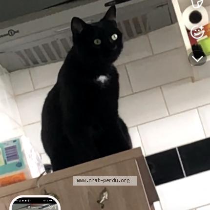 Foto 1/2 Poutine Chat perdido en Montreuil