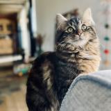 Foto del gato perdido en Chaudefonds Sur Layon