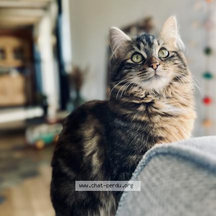 Foto 1/1 Zara Chat perdido en Chaudefonds sur layon