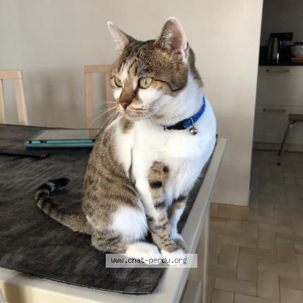 Foto 1/1 Nout Chat perdido en Montaren uzes