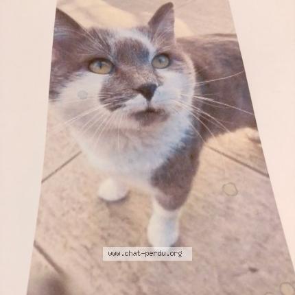 Foto 1/1 Grisou Chat perdido en Villenave d ornon