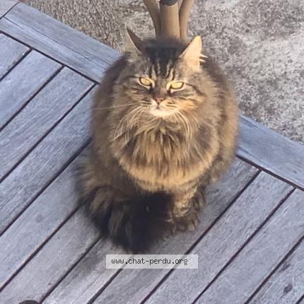 Foto 1/1 Tiki Chat perdido en Hiersac