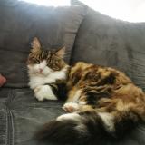 Foto del gato perdido en Loriol Sur Drome