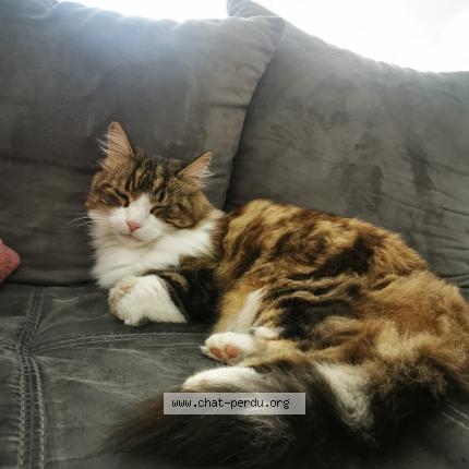 Foto 1/1 Pepsi Chat perdido en Loriol sur drome