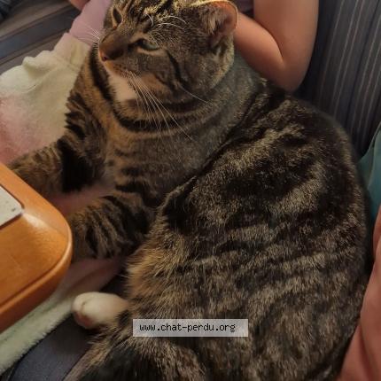 Foto 1/1 Charlie Chat perdido en Salles