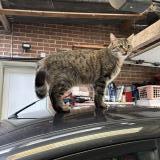 Foto del gato perdido en Hamelincourt