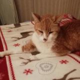 Foto del gato perdido en Reims