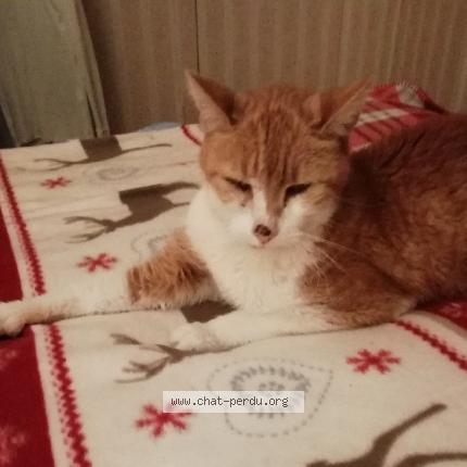 Foto 1/1 Terton dit ROUROU Chat perdido en Reims