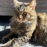 Foto del gato perdido en Watten