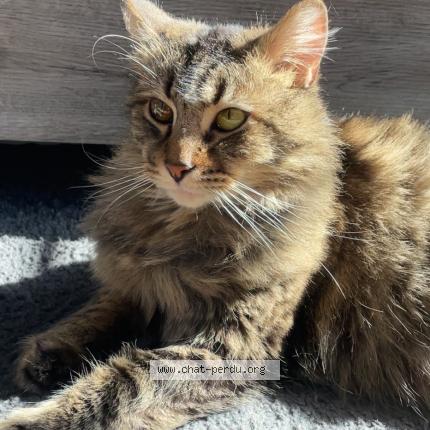 Foto 1/2 Tigrou Chat perdido en Watten