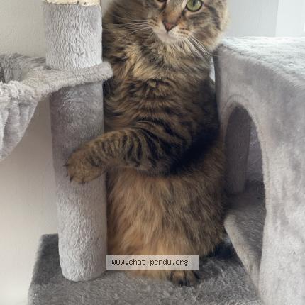 Foto 2/2 Tigrou Chat perdido en Watten
