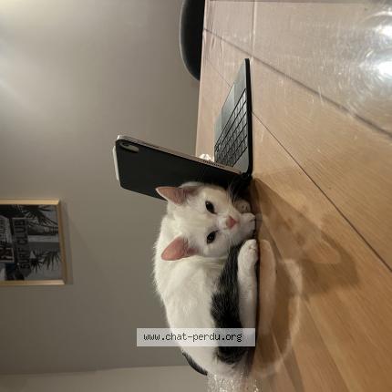 Foto 1/1 Mirielle Chat perdido en La grande paroisse