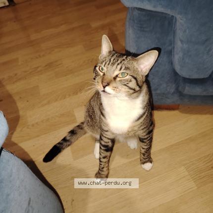 Foto 1/1 Mimi Chat perdido en Herserange