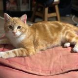 Foto del gato perdido en Vesoul Lac De Vaivre