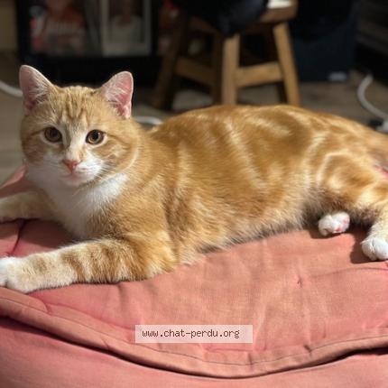 Foto 1/1 Gato encontrado Perdido en Vesoul lac de vaivre