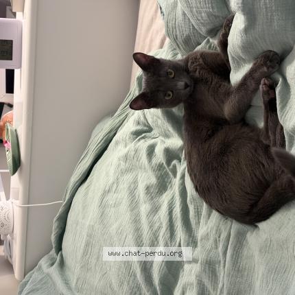 Foto 1/1 Ivy Chat perdido en Alfortville