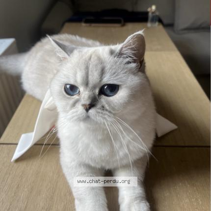 Foto 1/1 Pamuk Chat perdido en Eckbolsheim